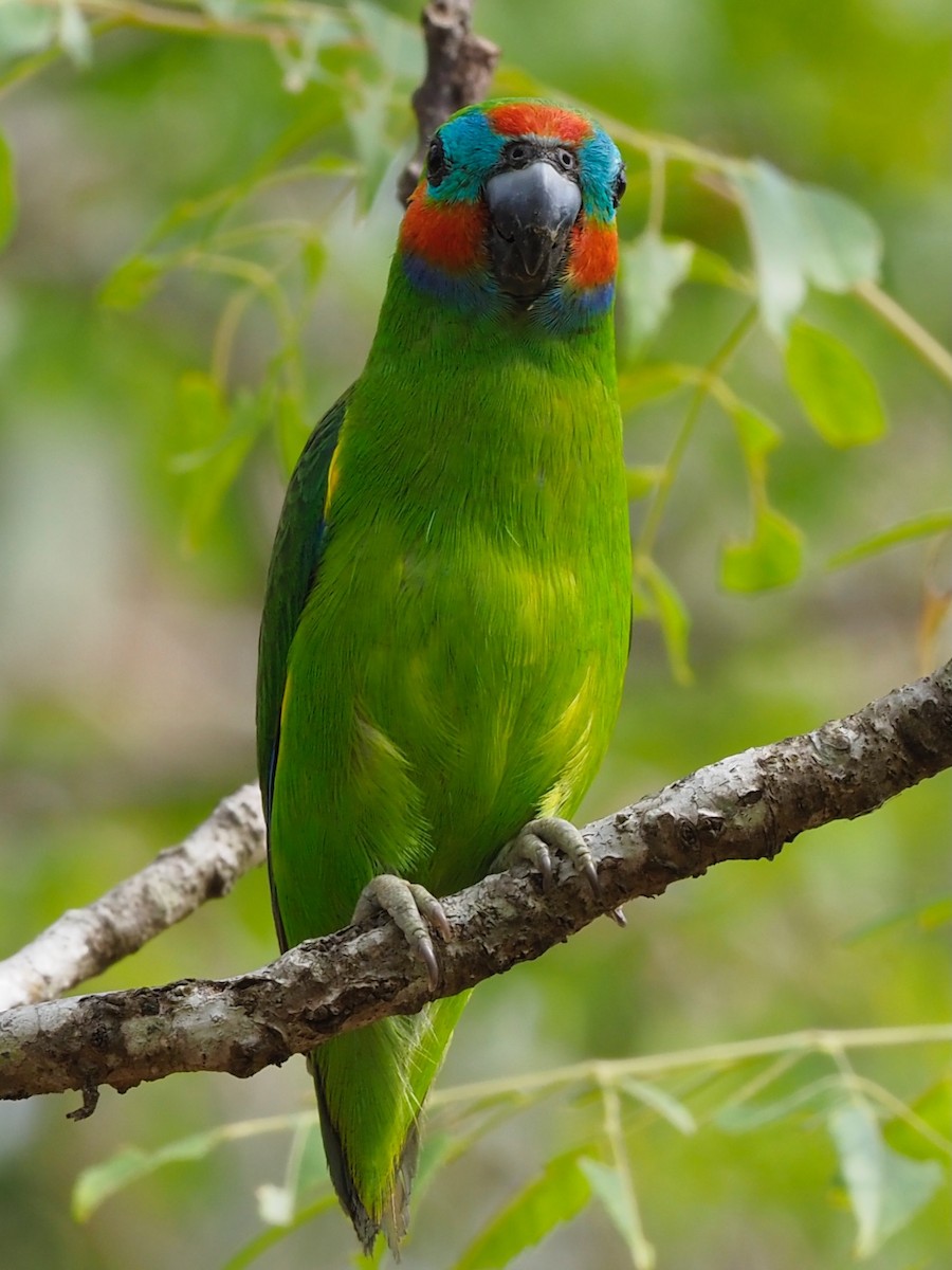 Double-eyed Fig-Parrot (Double-eyed) - ML611326815