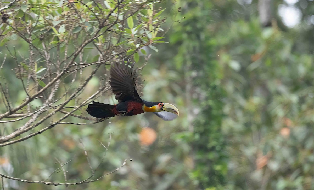 Red-breasted Toucan - ML611327374