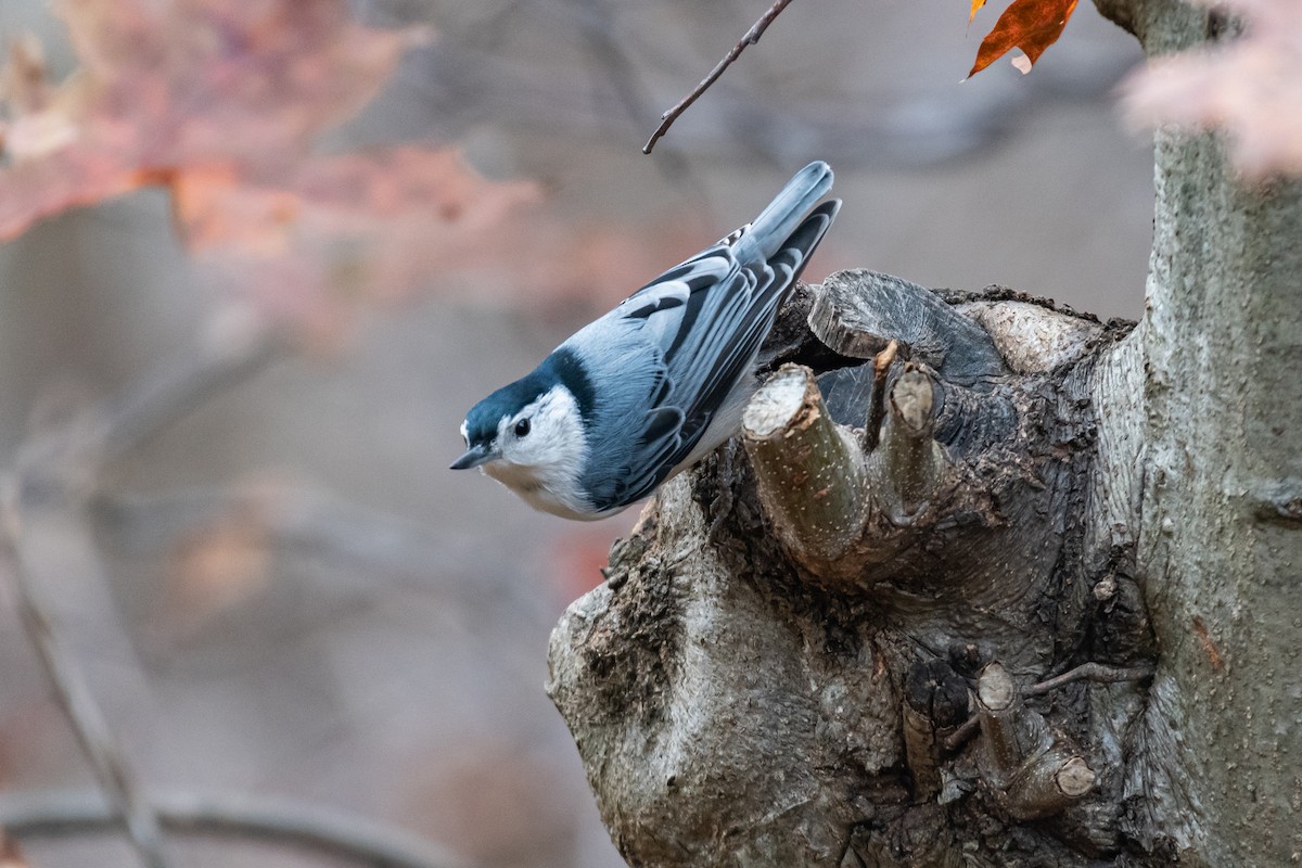 White-breasted Nuthatch - ML611327466