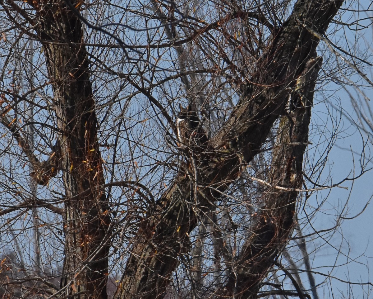 Great Horned Owl - ML611328312