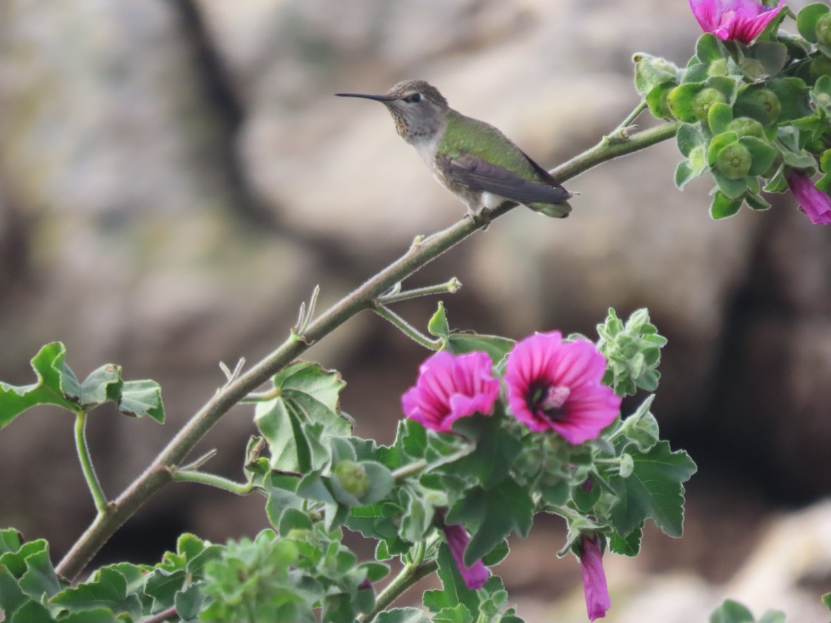 Anna's Hummingbird - ML611328468