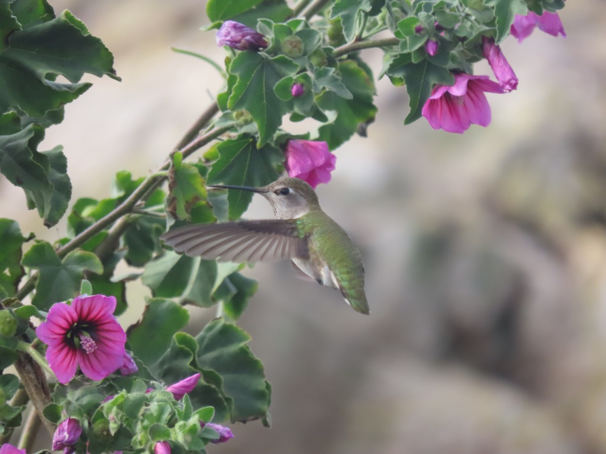 Anna's Hummingbird - ML611328469
