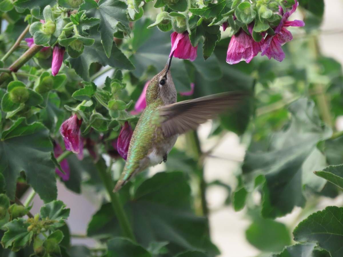 Anna's Hummingbird - ML611328472