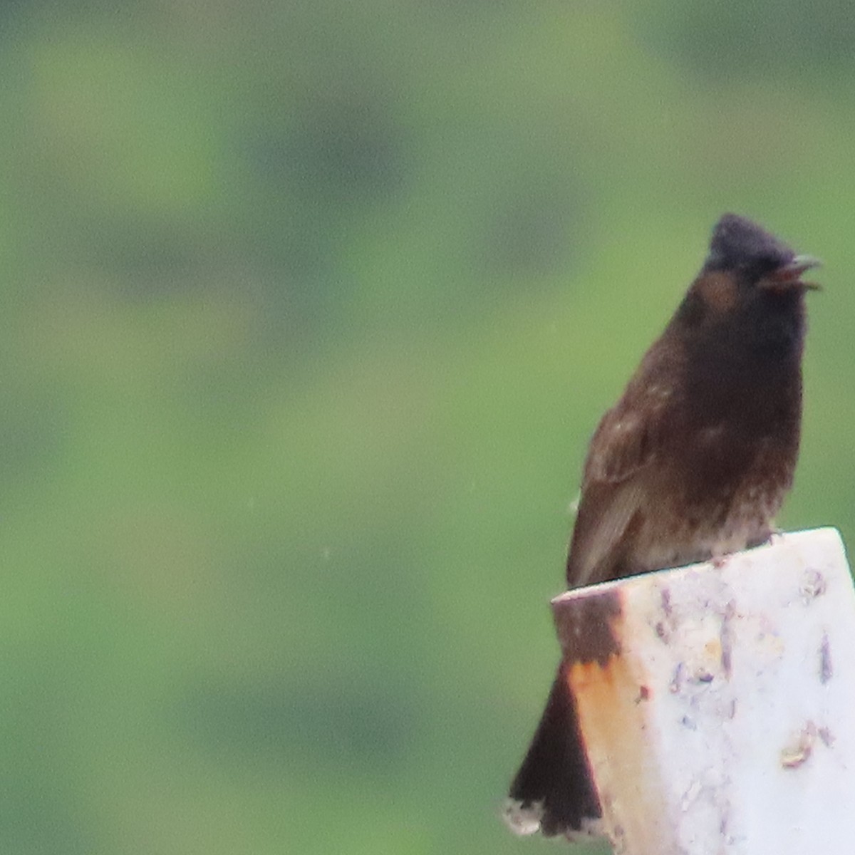 Red-vented Bulbul - ML611328649