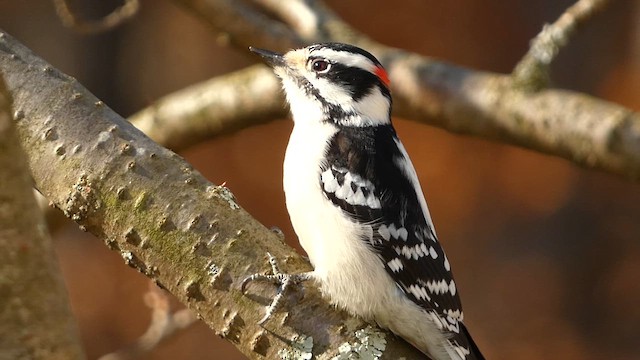 Downy Woodpecker (Eastern) - ML611328944
