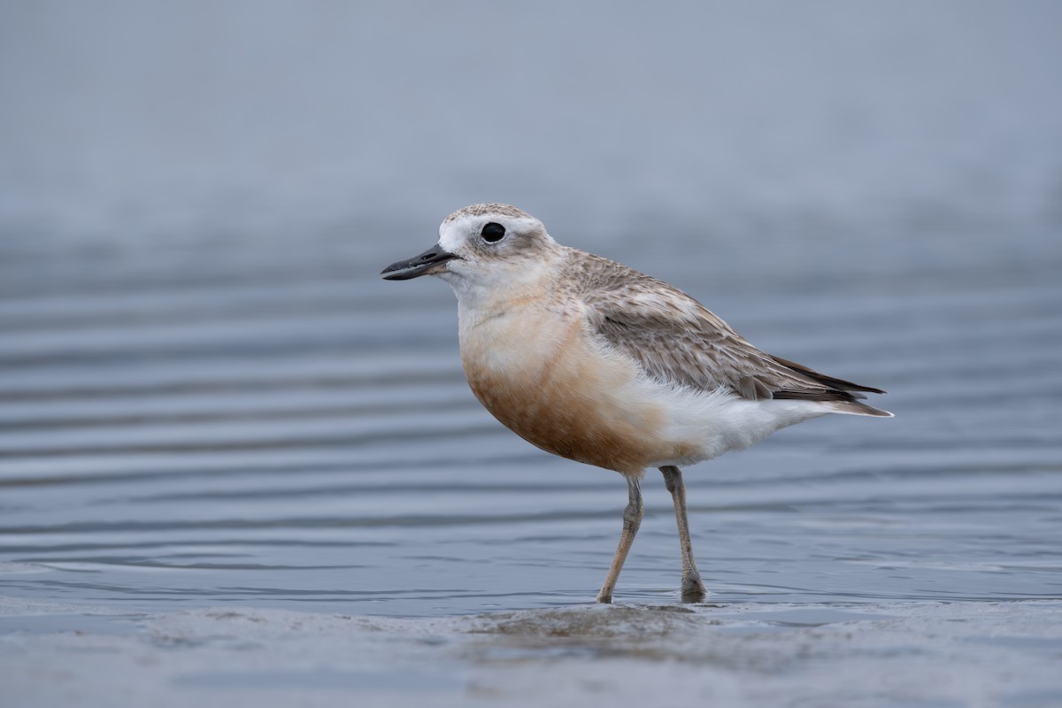 Red-breasted Dotterel - ML611329188
