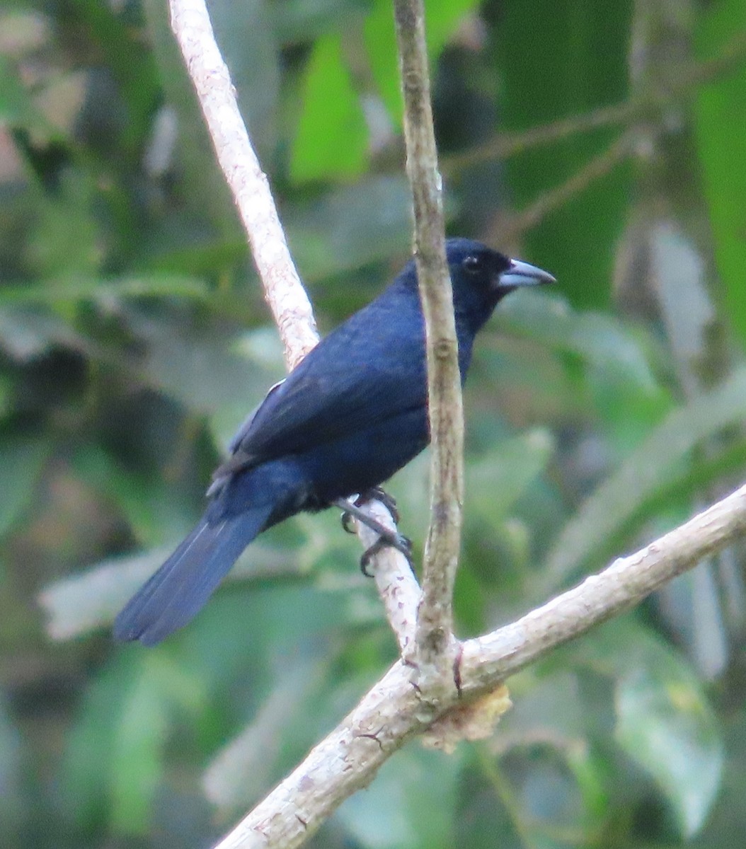 Ruby-crowned Tanager - ML611329463