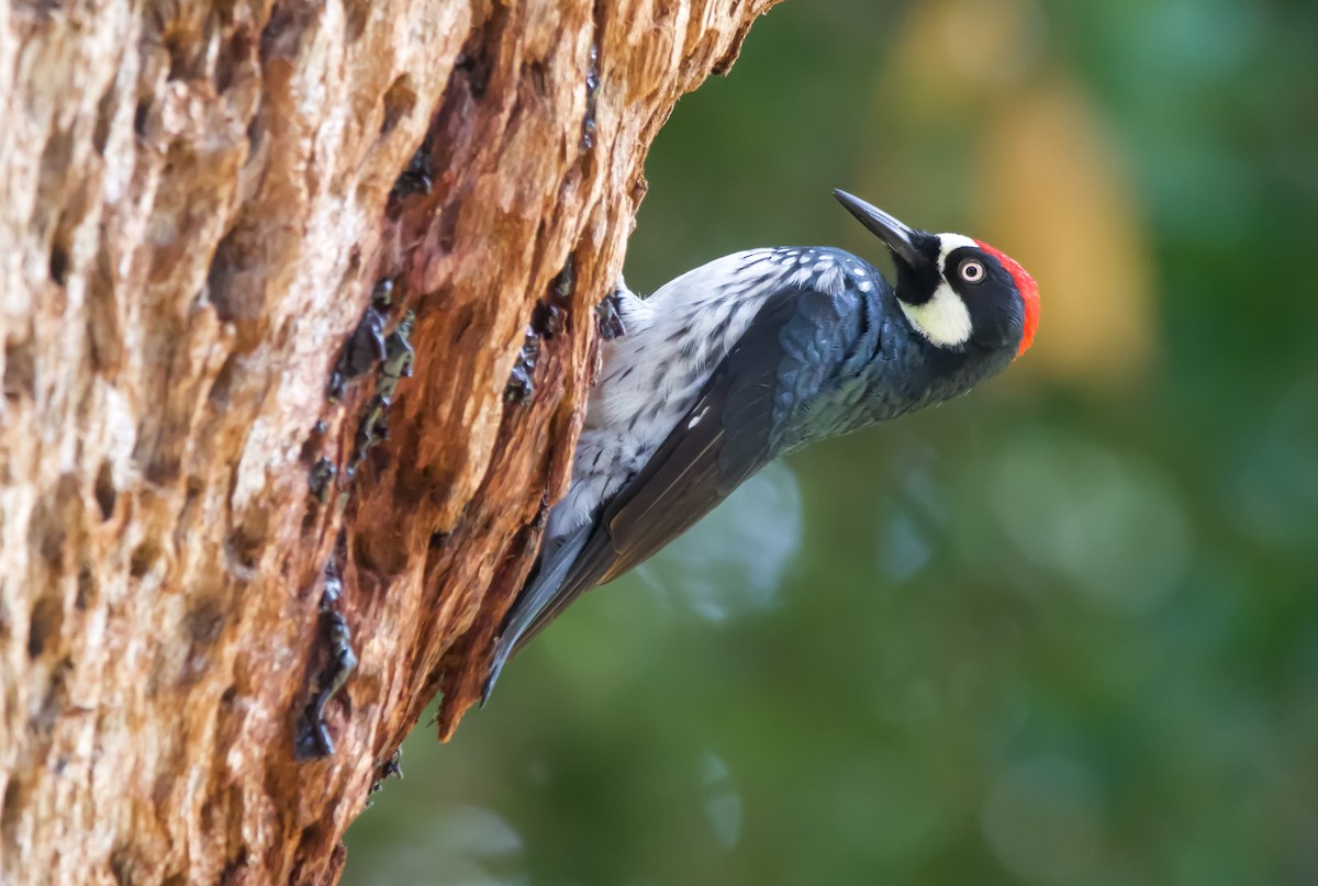 Acorn Woodpecker - Braxton Landsman
