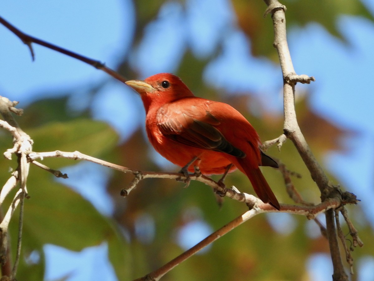 eBird Checklist - 19 Nov 2023 - Frank G. Bonelli RP/Puddingstone ...