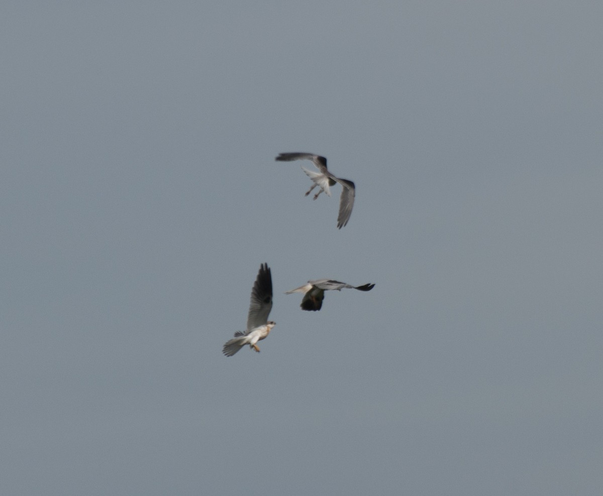 White-tailed Kite - ML611330213