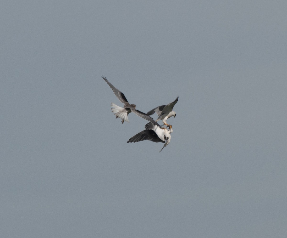 White-tailed Kite - ML611330214