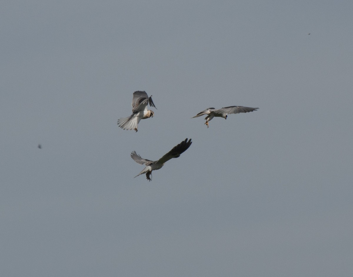 White-tailed Kite - ML611330216