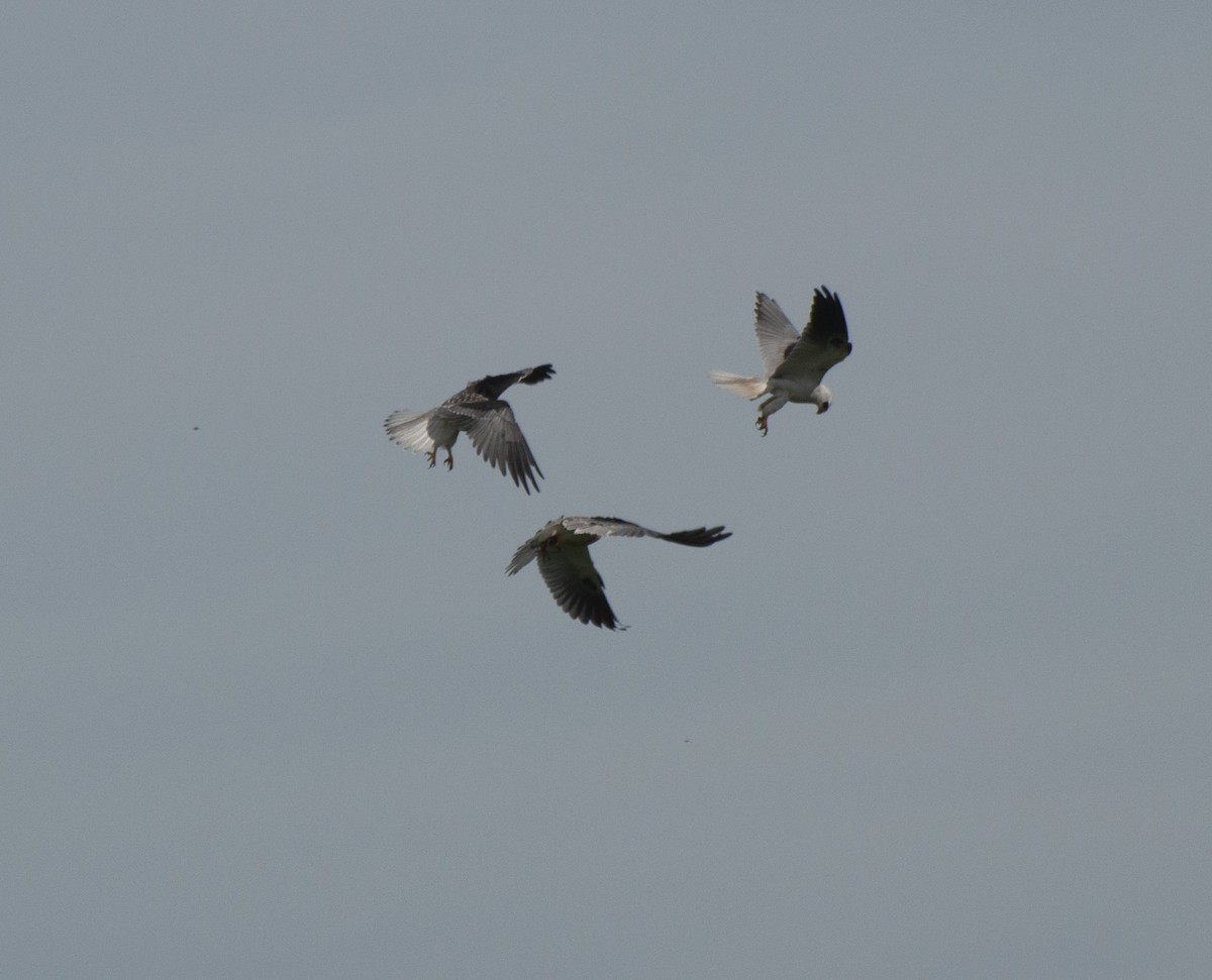 White-tailed Kite - ML611330217