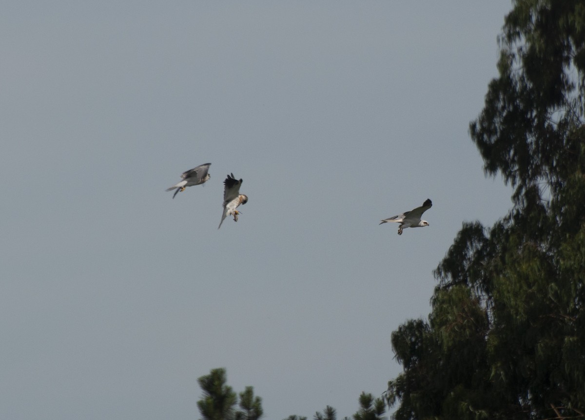 White-tailed Kite - ML611330218