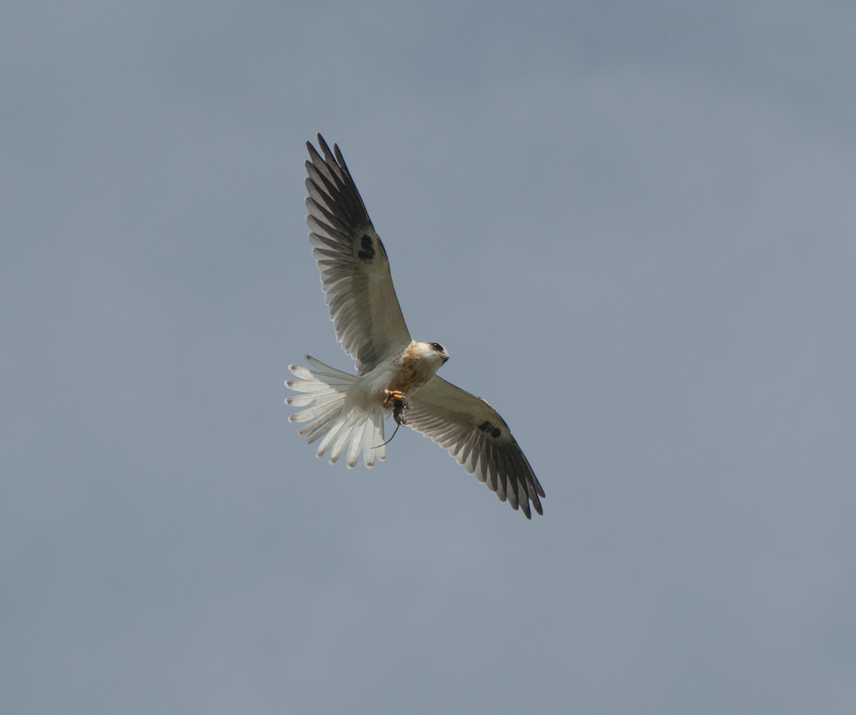 White-tailed Kite - ML611330219