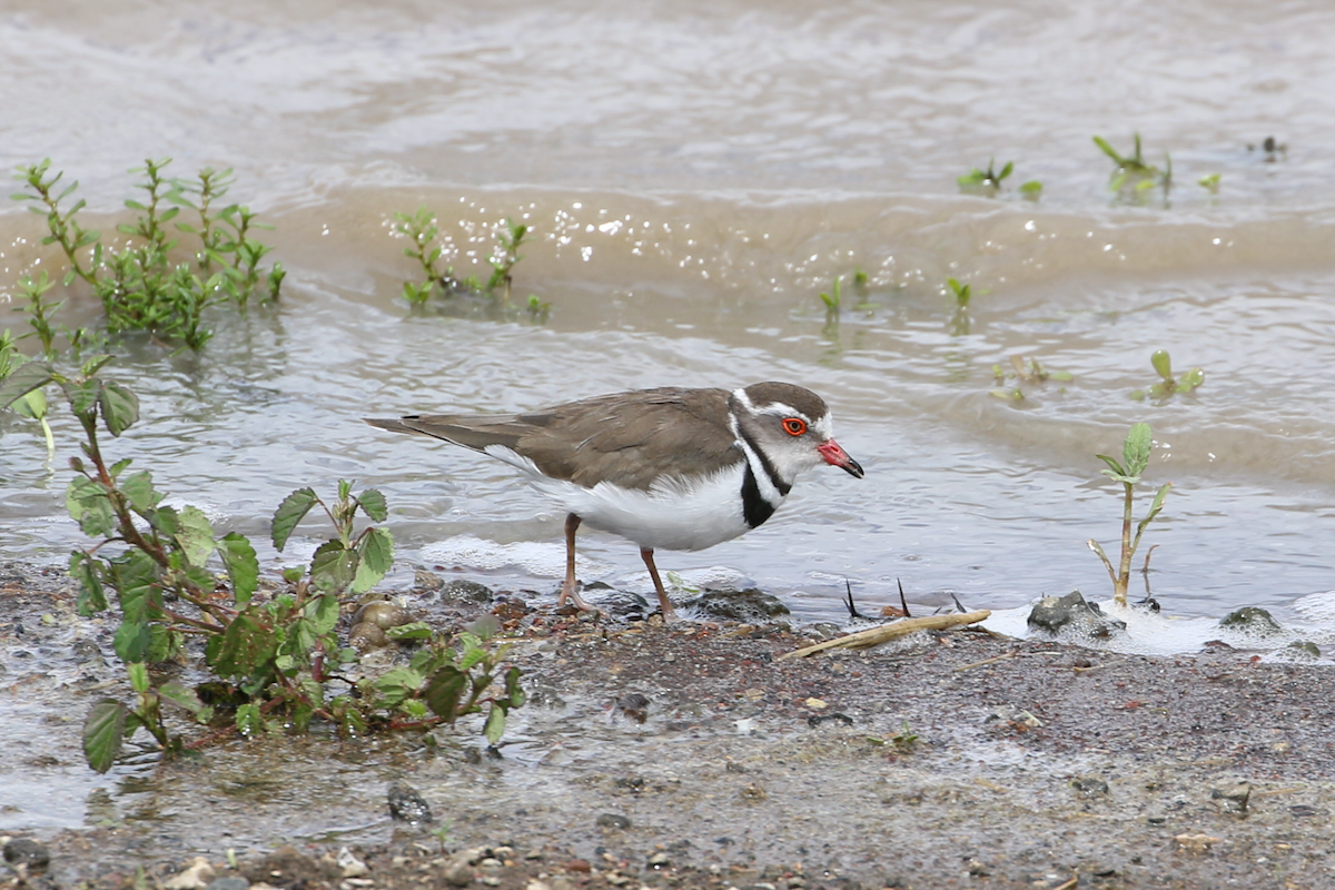 Three-banded Plover - ML611330990