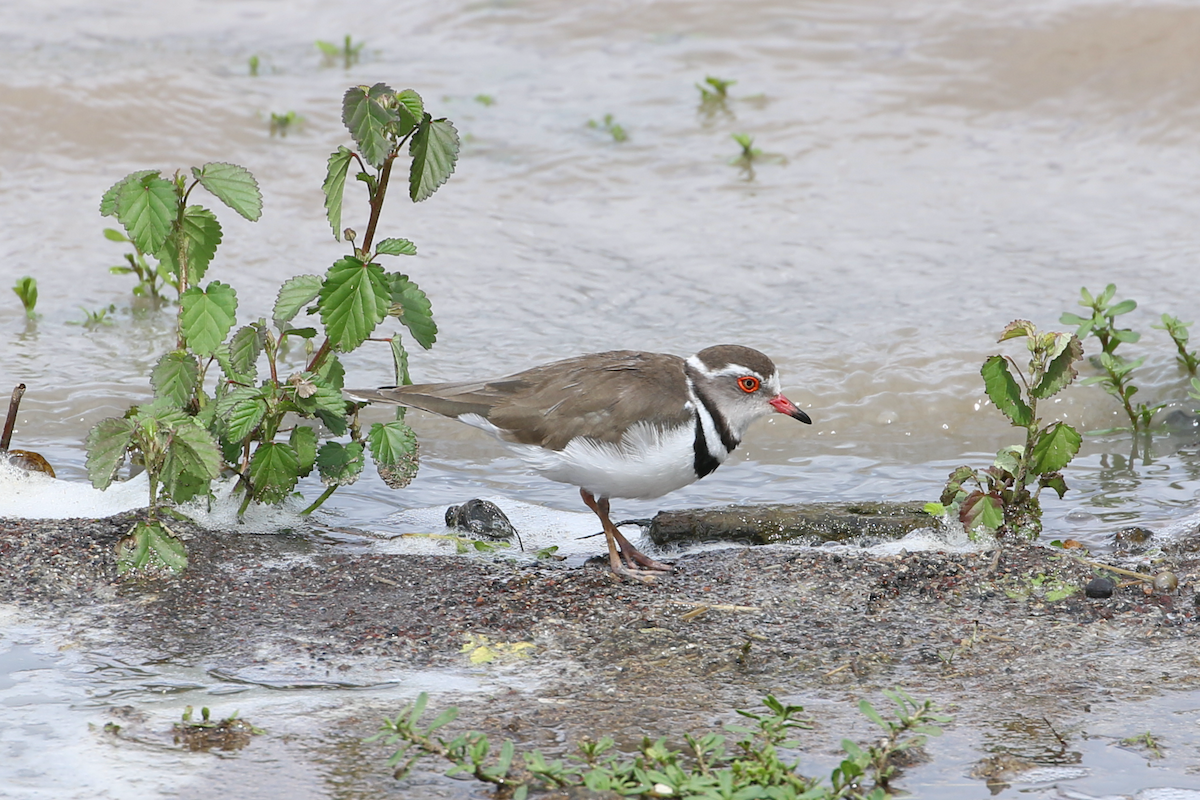 Three-banded Plover - ML611330992