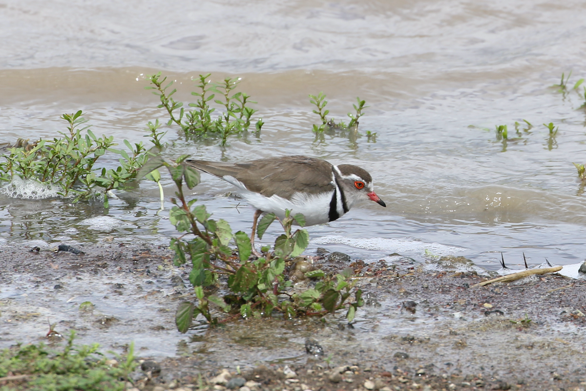 Three-banded Plover - ML611330993