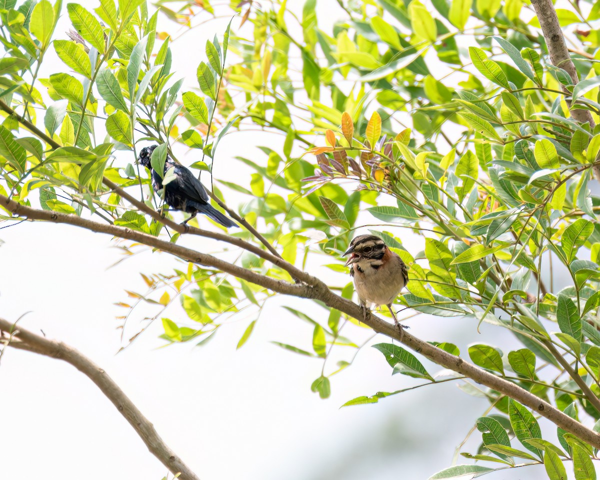 Rufous-collared Sparrow - Victor Pássaro