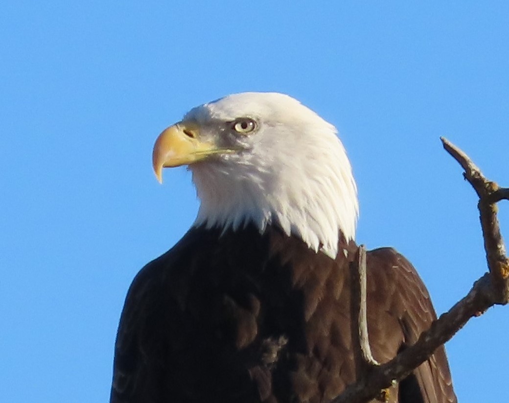 Bald Eagle - The Spotting Twohees