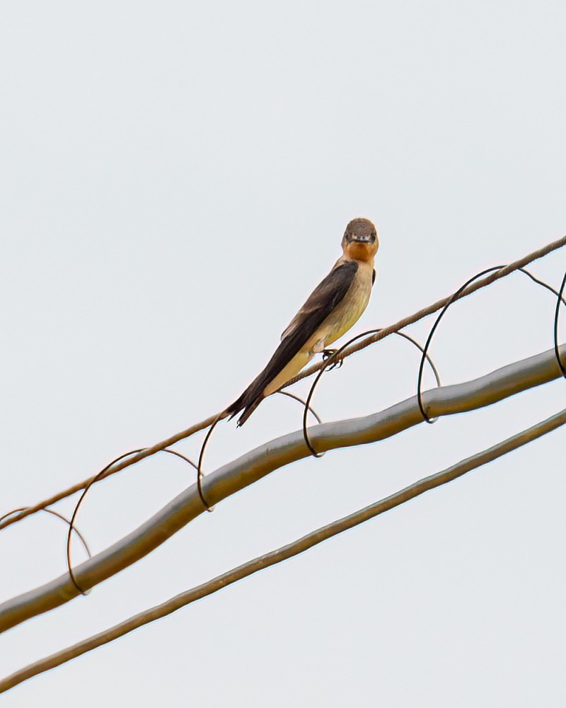 Southern Rough-winged Swallow - ML611332015