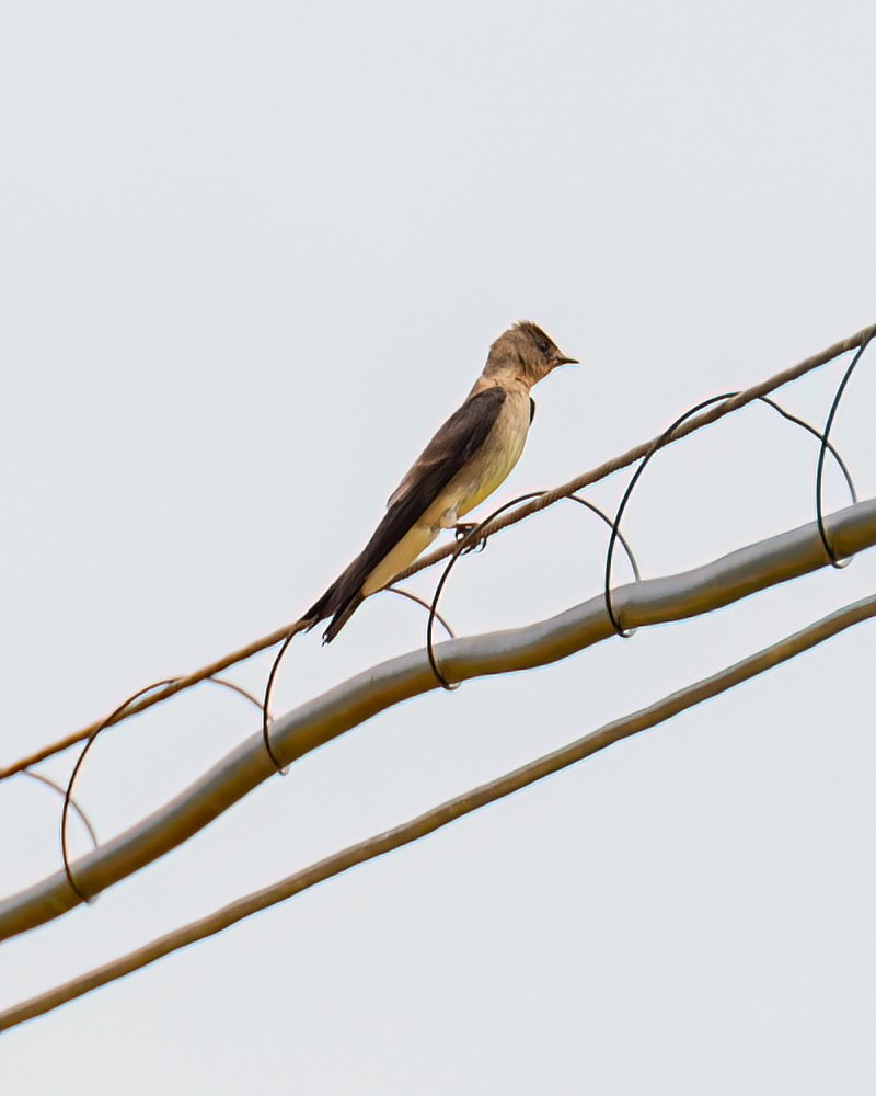 Southern Rough-winged Swallow - ML611332016