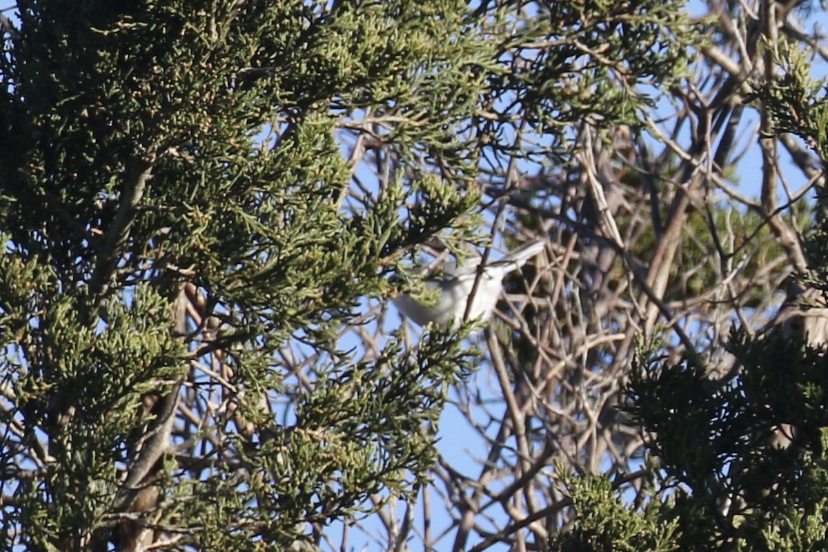 eBird Checklist - 19 Nov 2023 - Halibut Point SP - 40 species