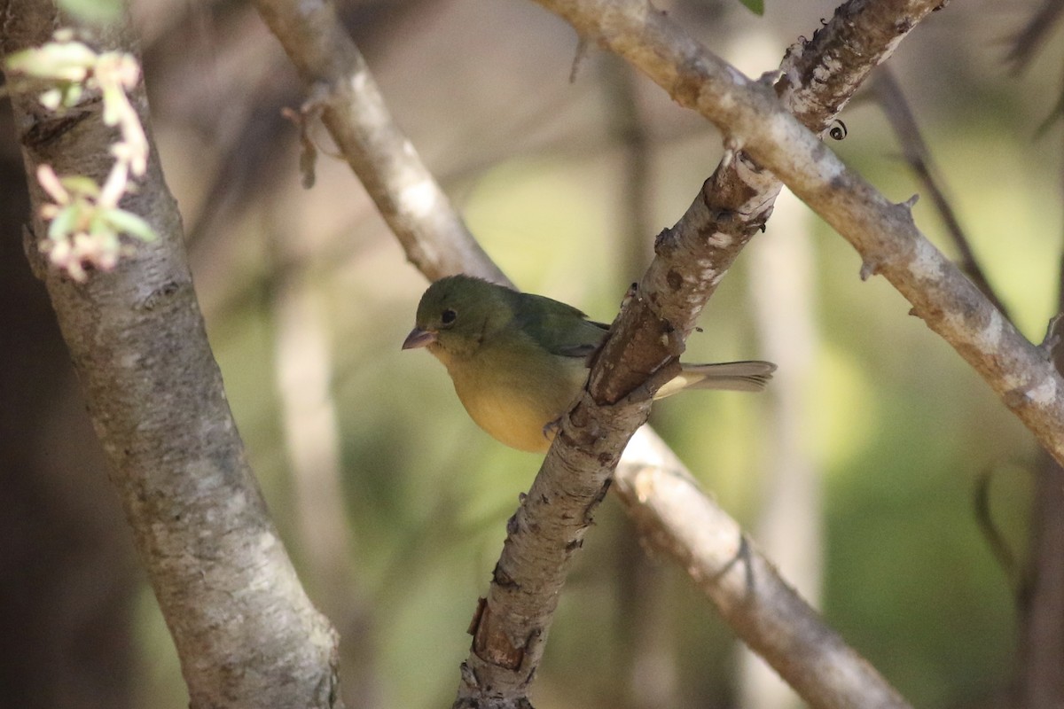Painted Bunting - ML611332389
