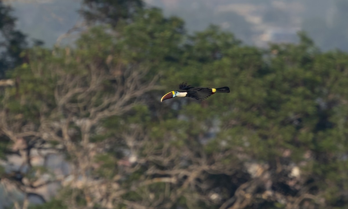 White-throated Toucan (Red-billed) - ML611332879