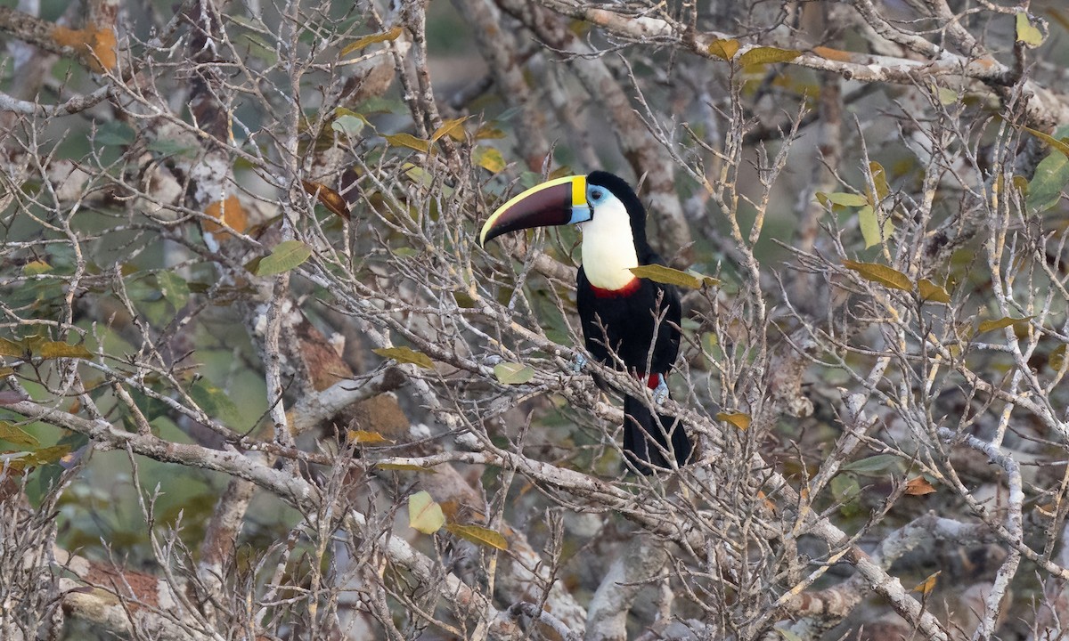 White-throated Toucan (Red-billed) - ML611332882