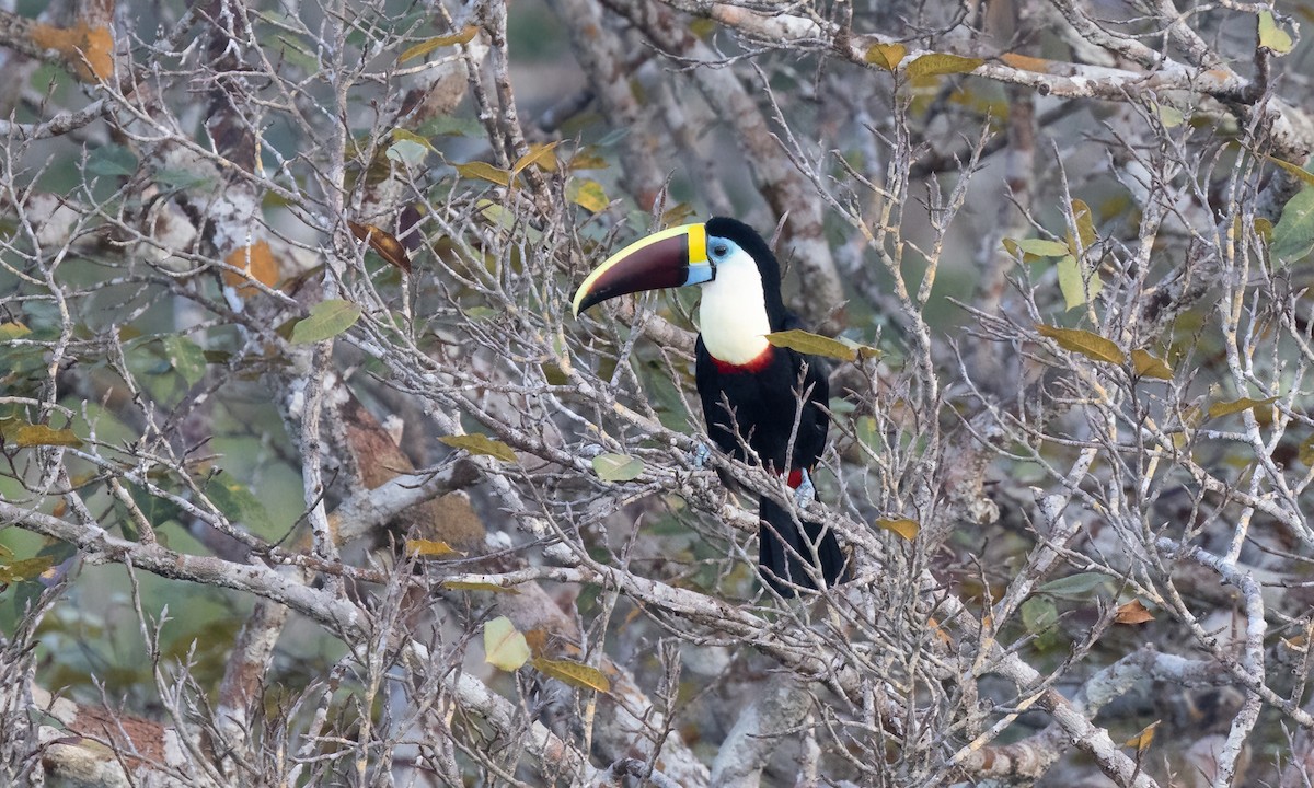 White-throated Toucan (Red-billed) - ML611332885