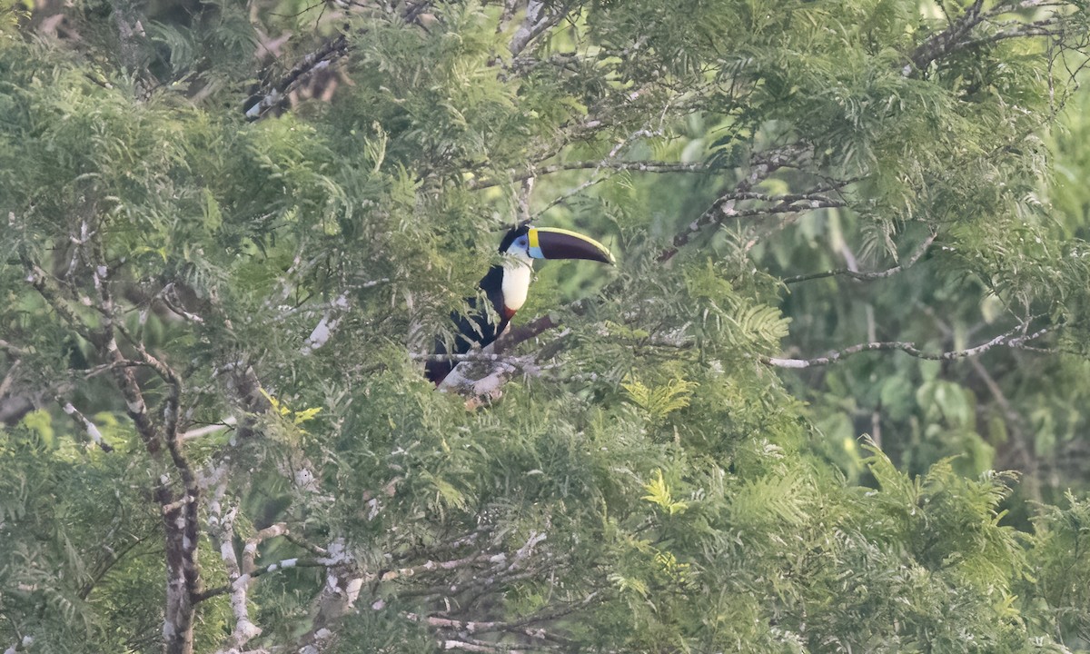 White-throated Toucan (Red-billed) - ML611332888