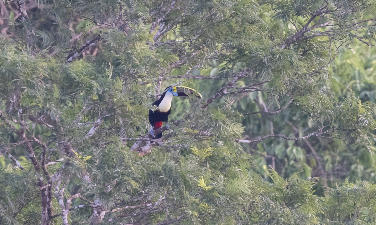 White-throated Toucan (Red-billed) - ML611332891