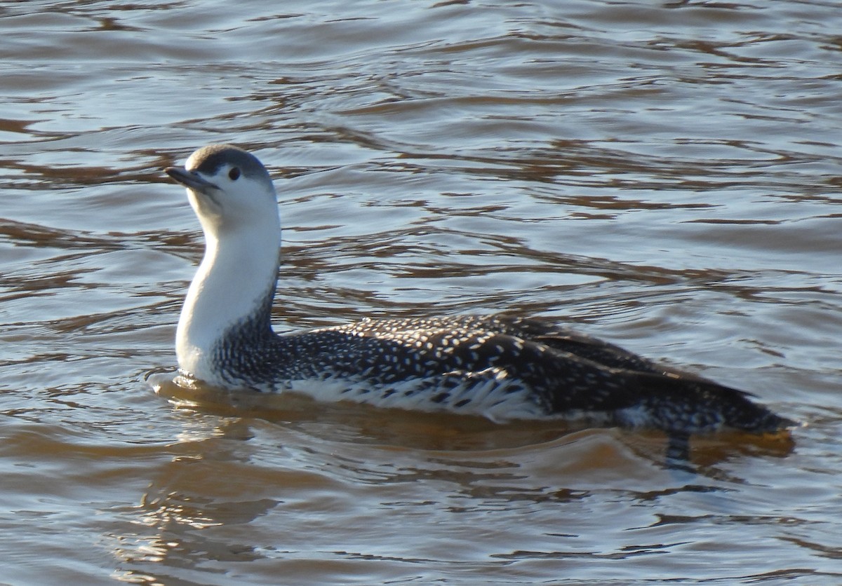 Red-throated Loon - ML611333123