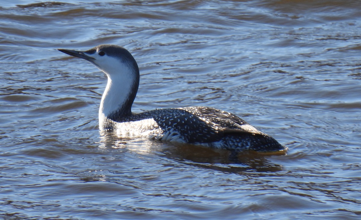 Red-throated Loon - ML611333124