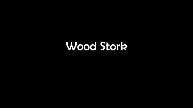 Wood Stork - ML611333198