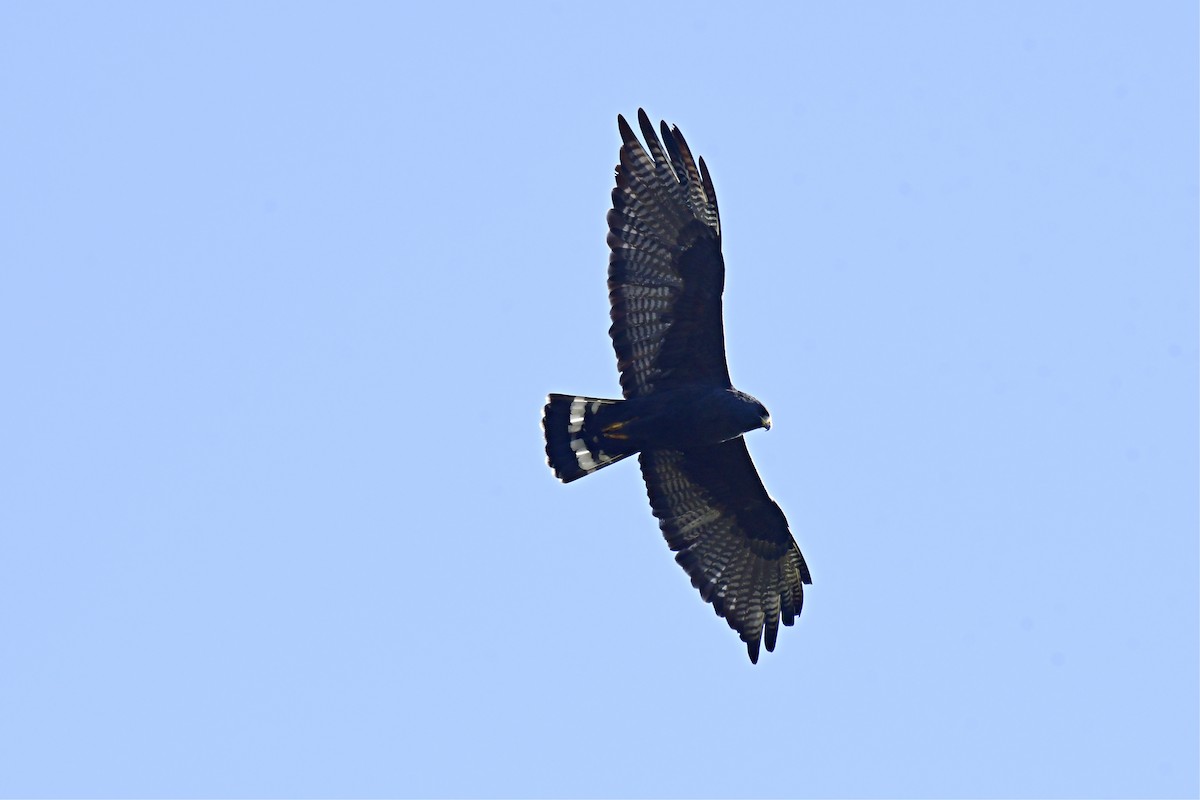 Zone-tailed Hawk - ML611333235