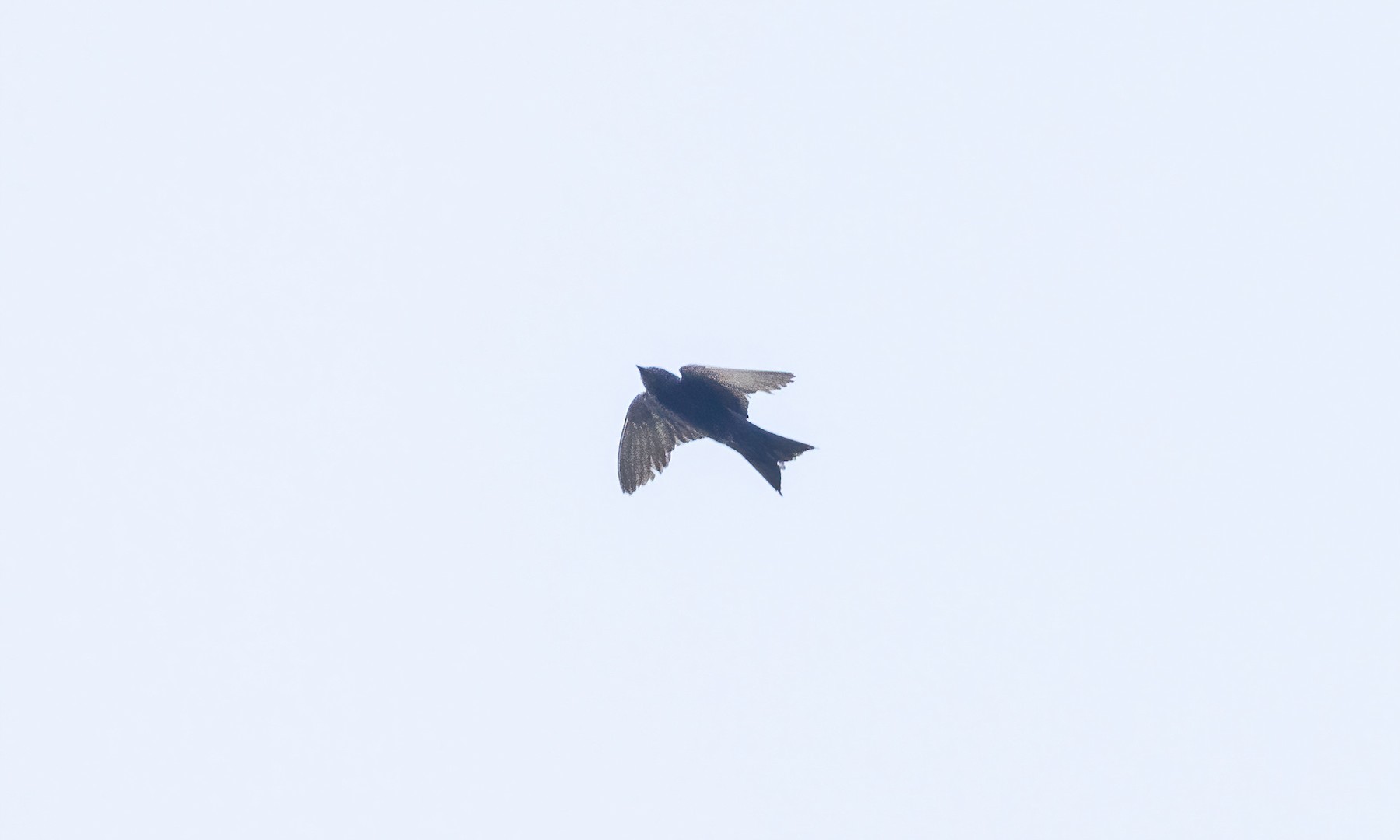 Purple/Southern Martin - eBird