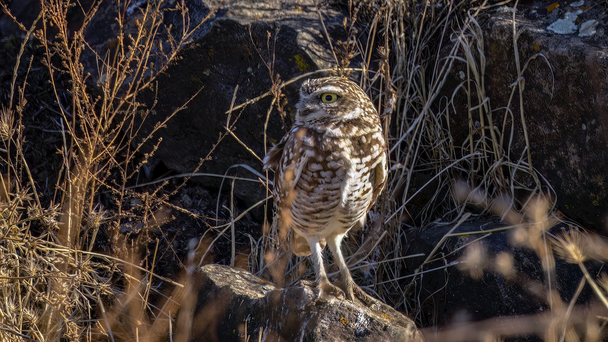 Burrowing Owl - ML611333421
