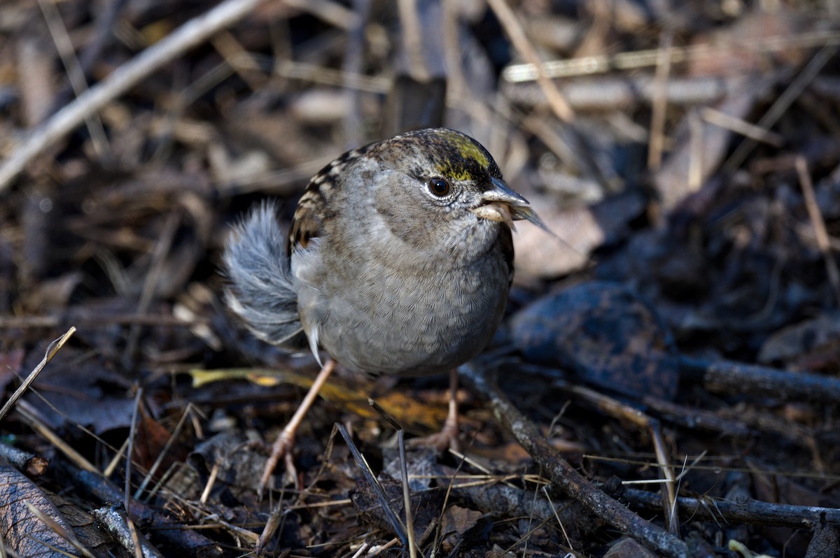 Golden-crowned Sparrow - ML611333641