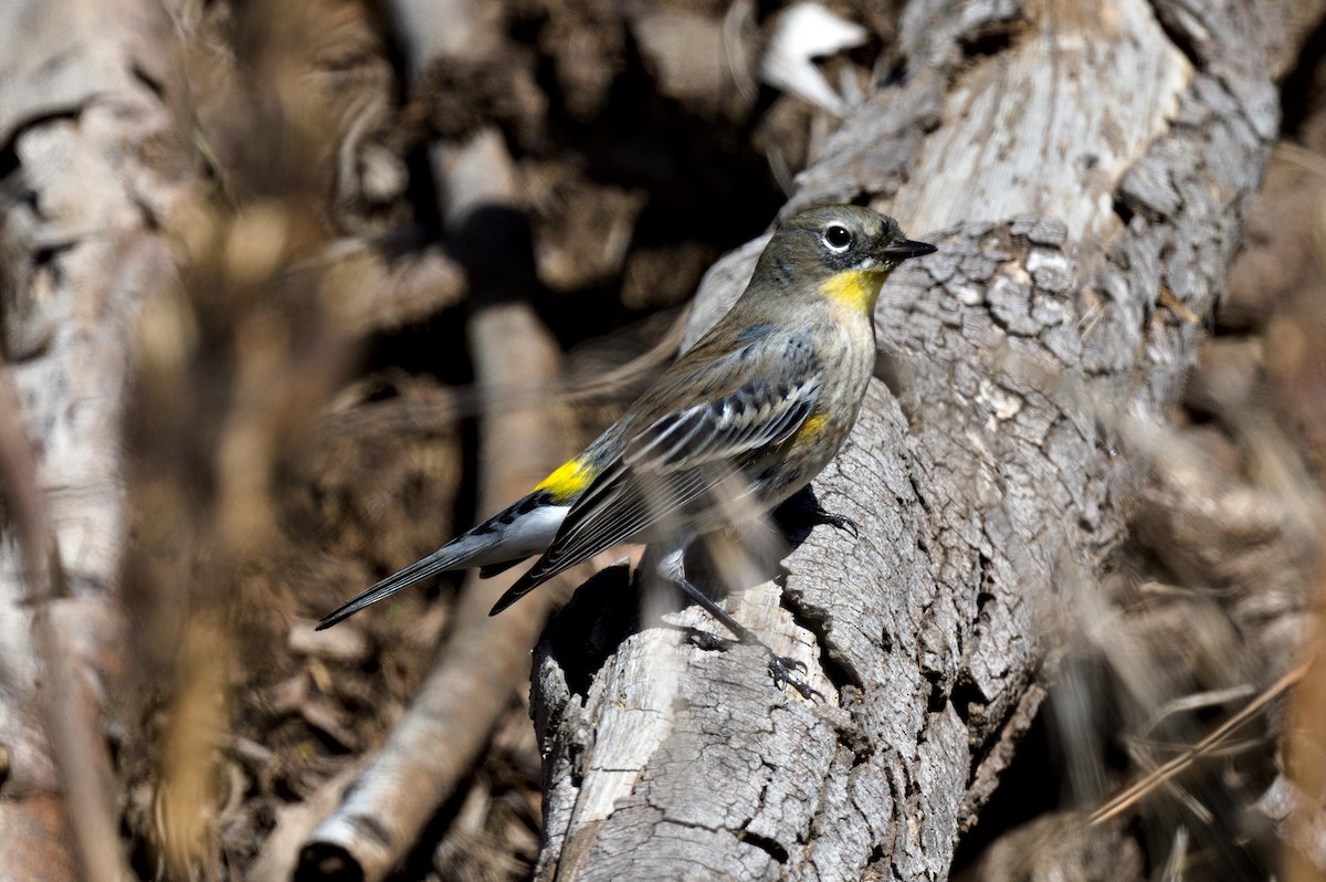 Yellow-rumped Warbler (Audubon's) - ML611333661