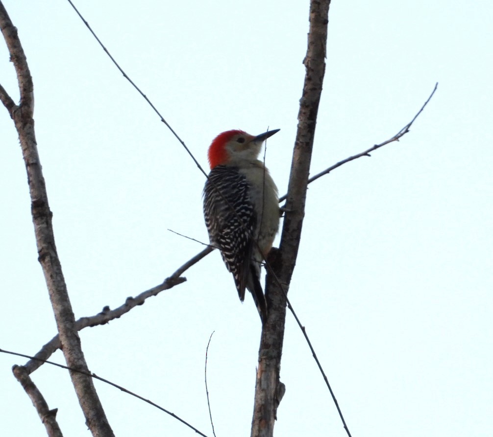Red-bellied Woodpecker - ML611334054