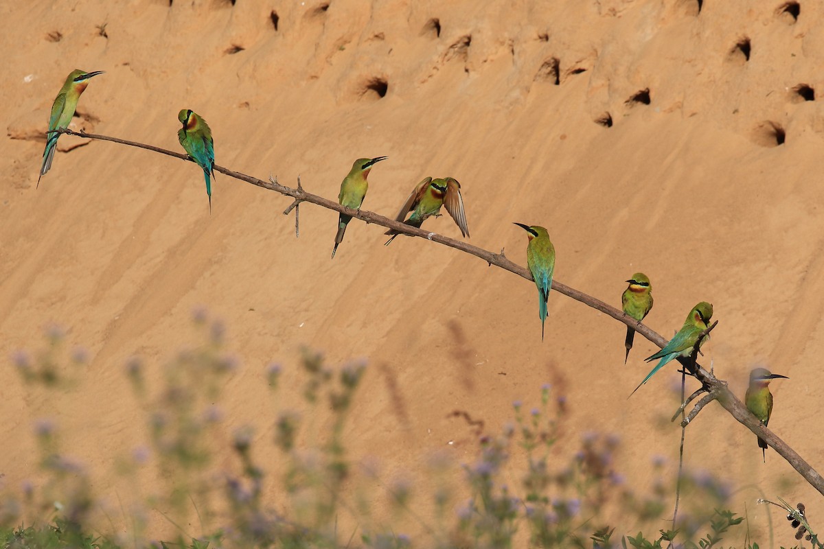 Blue-tailed Bee-eater - ST Chien