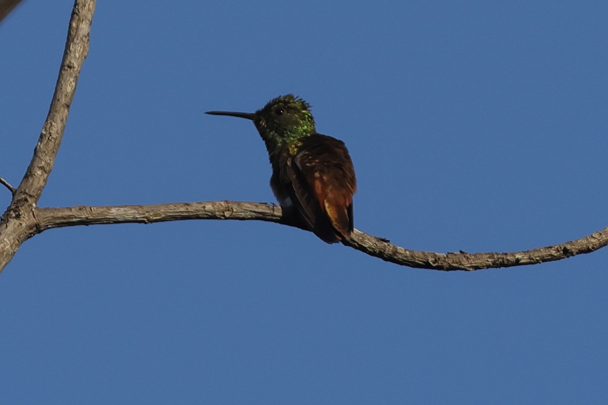 Copper-tailed Hummingbird - ML611335162