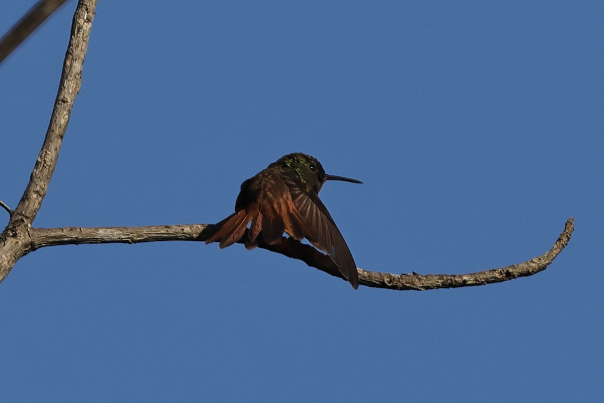 Copper-tailed Hummingbird - Fabio Olmos