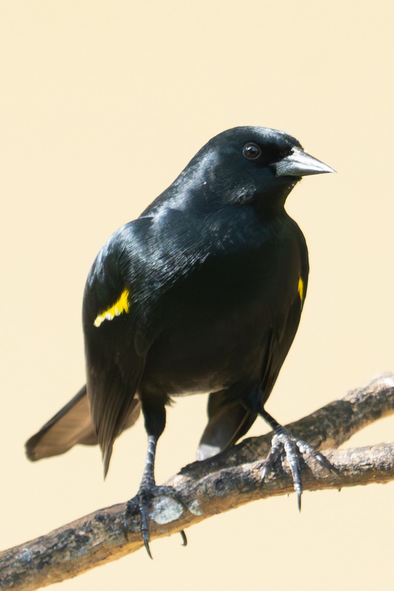Yellow-shouldered Blackbird - ML611335340
