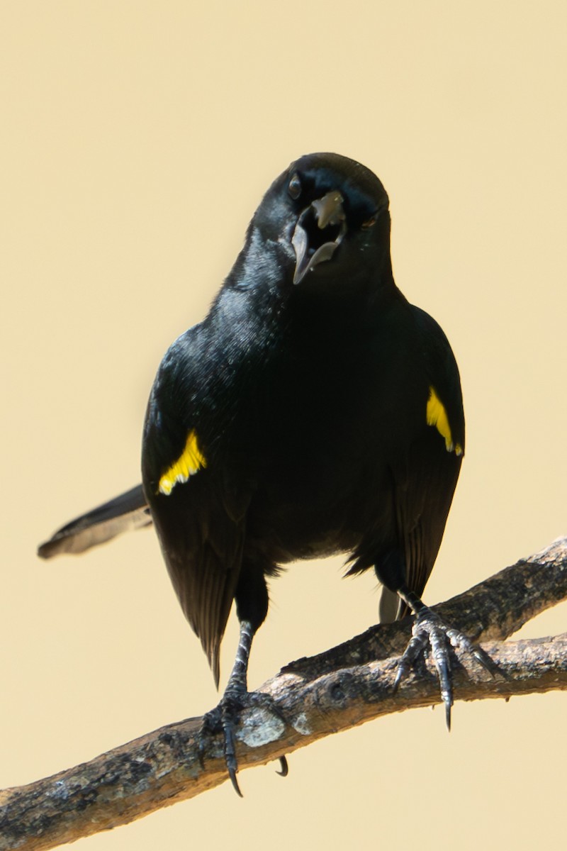 Yellow-shouldered Blackbird - Richard Edden