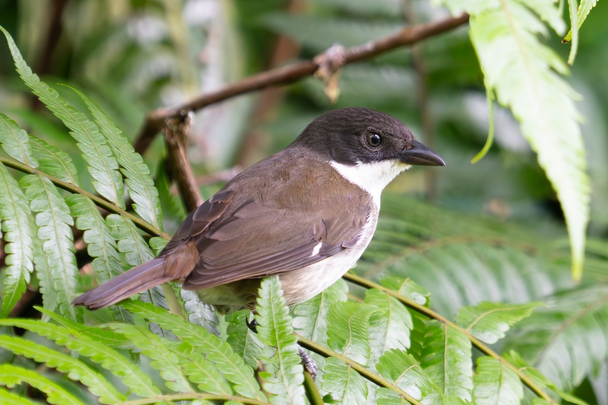 Puerto Rican Tanager - ML611335474