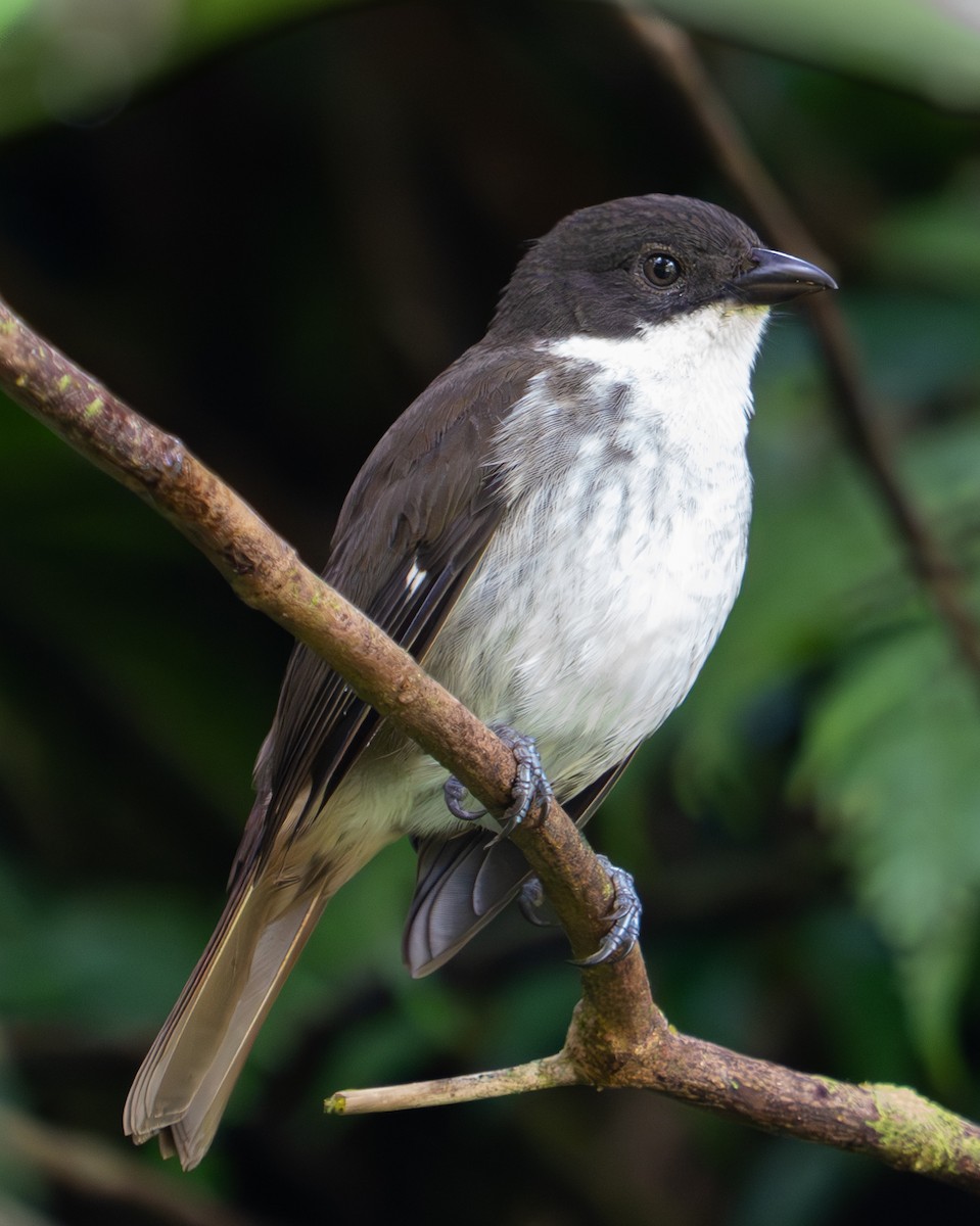 Puerto Rican Tanager - ML611335622