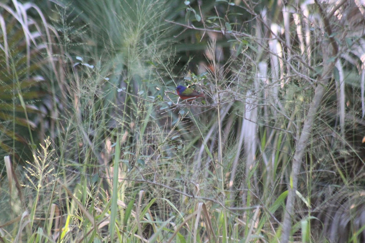 Painted Bunting - ML611335697
